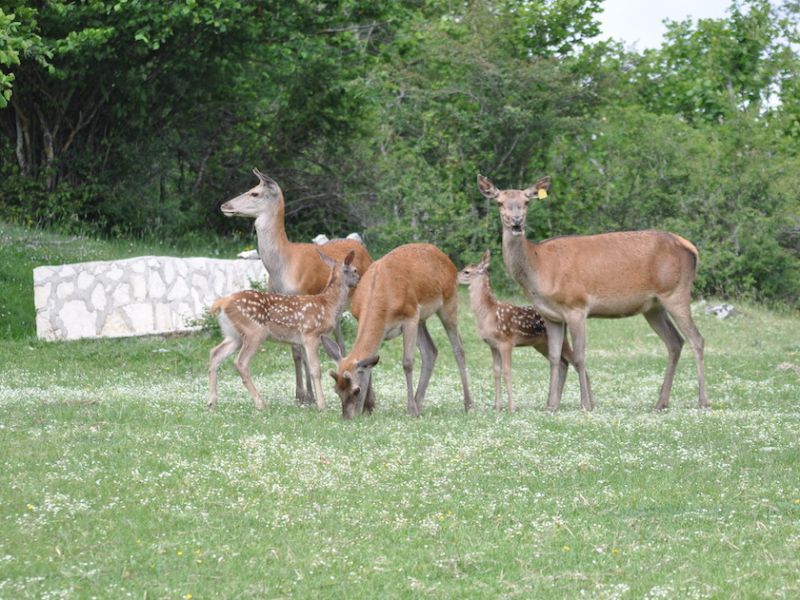 Red Deer Wildlife Area