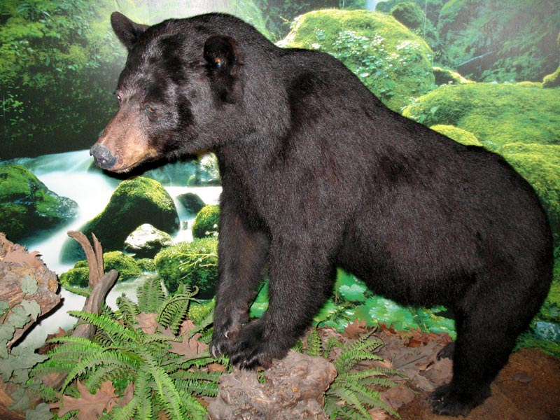 Orso bruno al Museo di Storia Naturale di Carmagnola