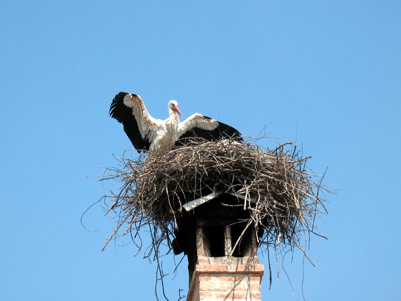 Cicogna sul tetto del Centro Cicogne di Racconigi