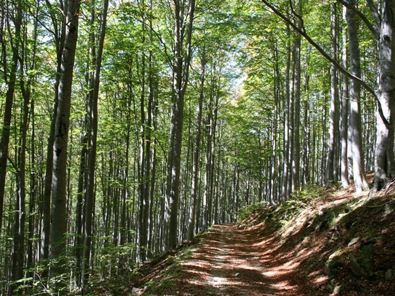 Veline Wald