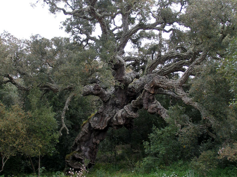 Specimen of centuries-old cork oak