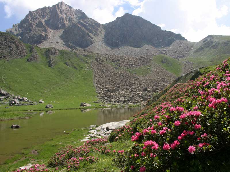 Rhododendrons and Laus Lake