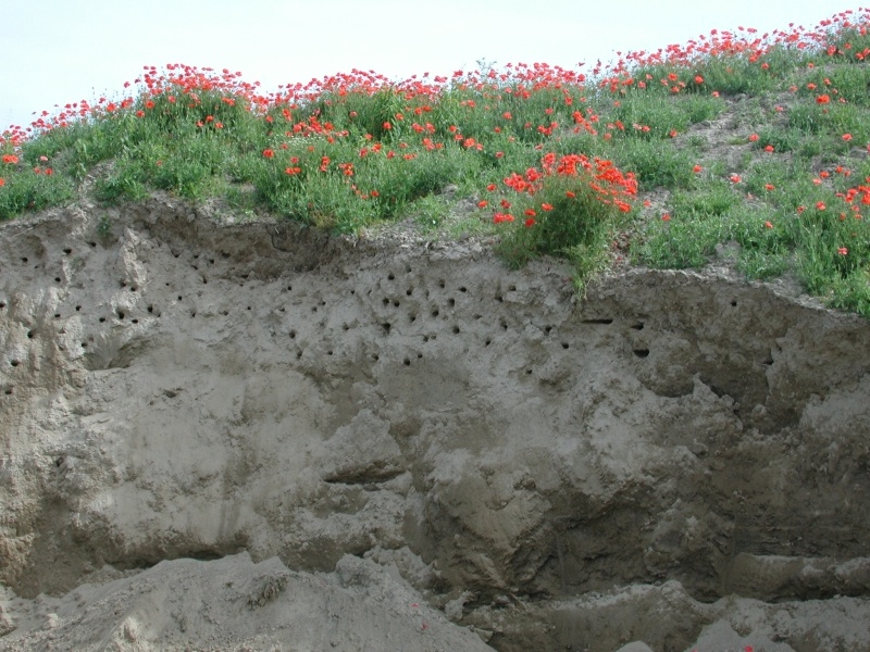 Sand martin colony (Riparia riparia)