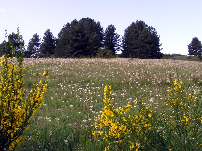 Meadows with flowers