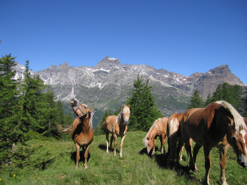 Pferde im Devero Alp