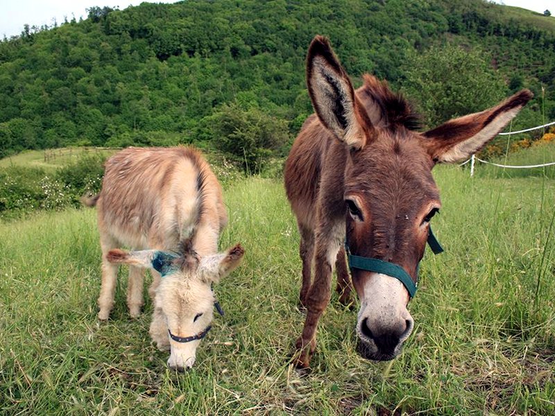 Little donkeys