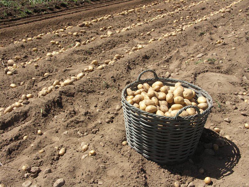 Potato harvesting in Entracque