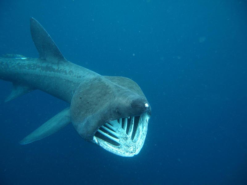 Basking shark Cetorhinus maximus