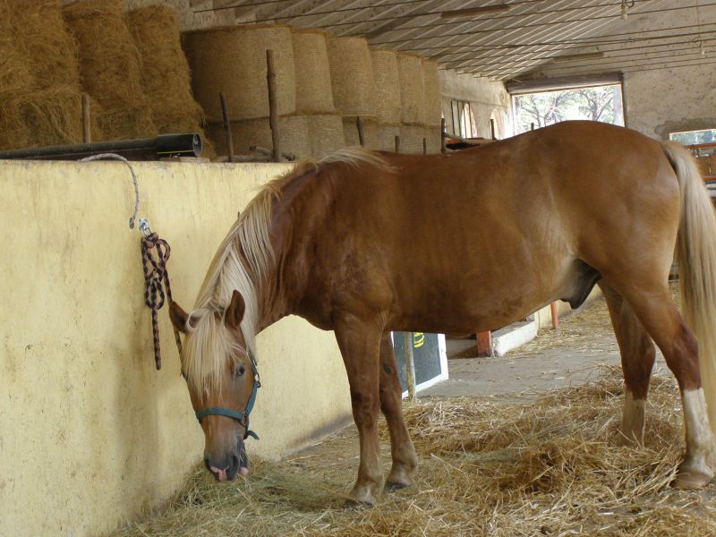 Das ländliche Pferd im Parco di San Rossore