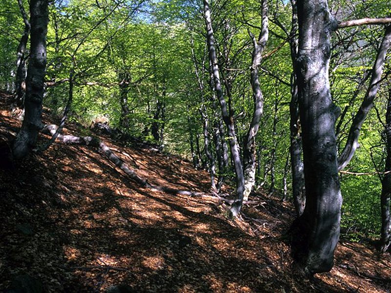 Vom Natur Wanderweg durchquerten Wald von Buchen 