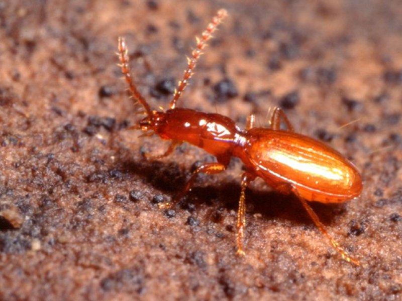 Coleoptera Orotrechus