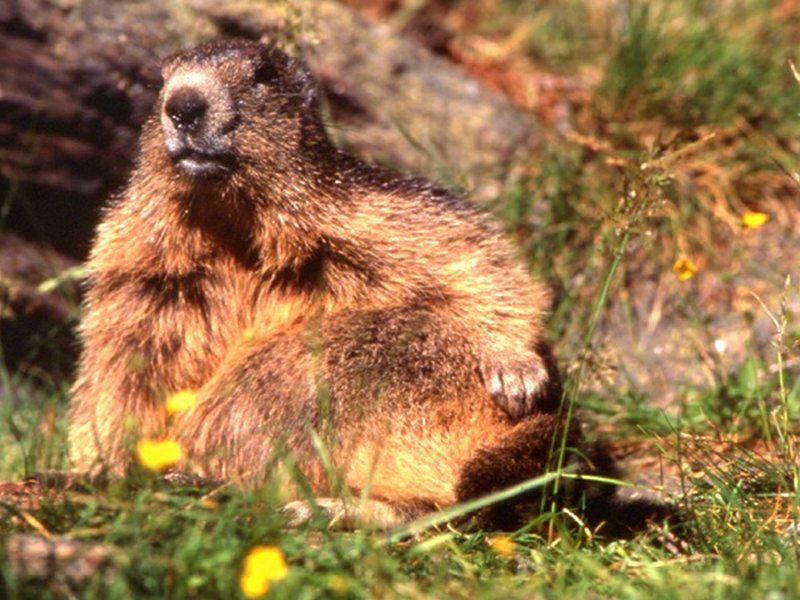 Marmotte