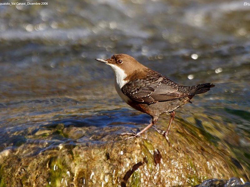 Birds of the torrent, White-throated Dipper