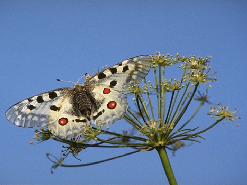 Butterflies, Parnassius apollo