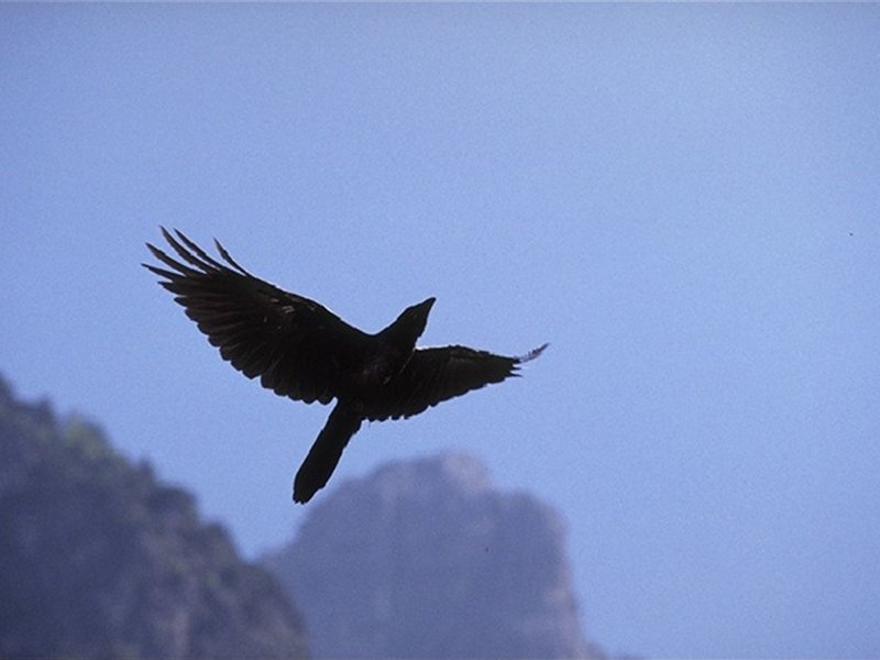 Corvidi, corvo imperiale