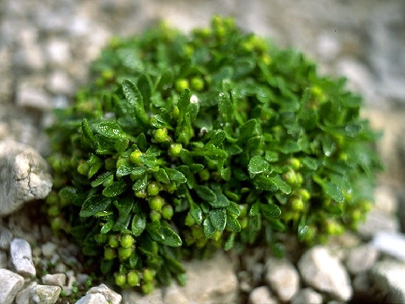 Rhizobotrya alpina