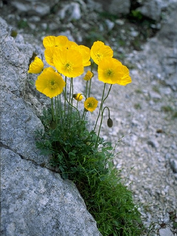 Yellow alpine poppy