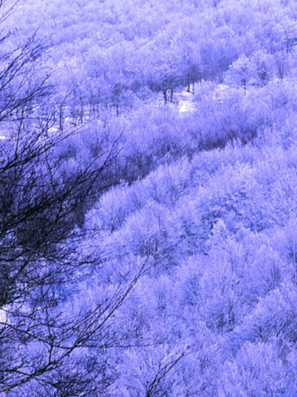 Snow-clad beech tree woodland