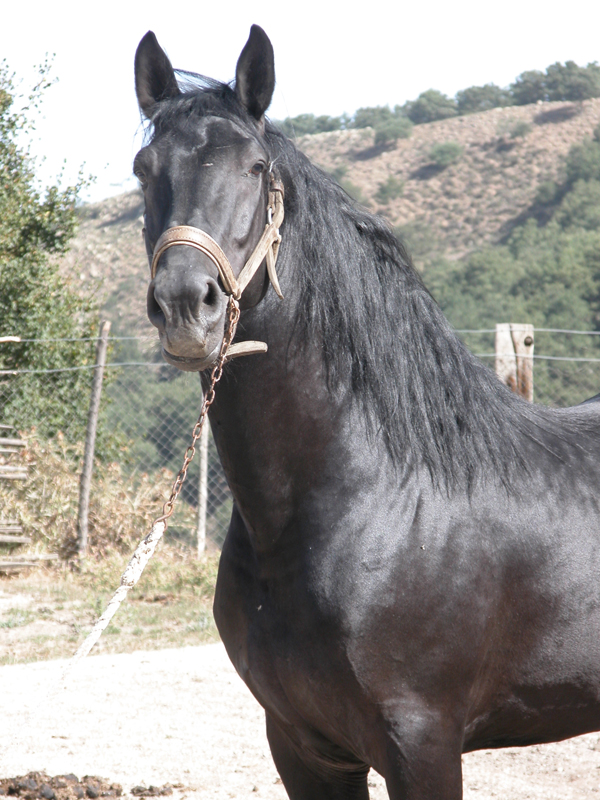Sanfratellano stallion