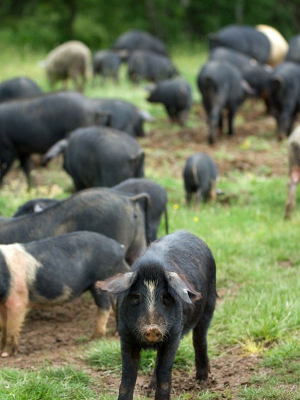 Nebrodi Black Pigs