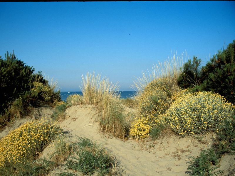 Vegetation der Strand