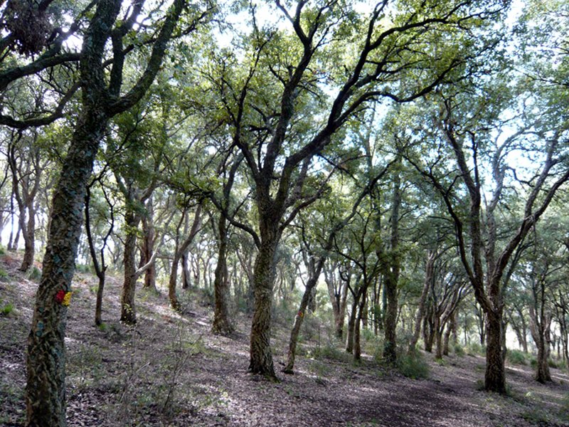 Cork oak woodland