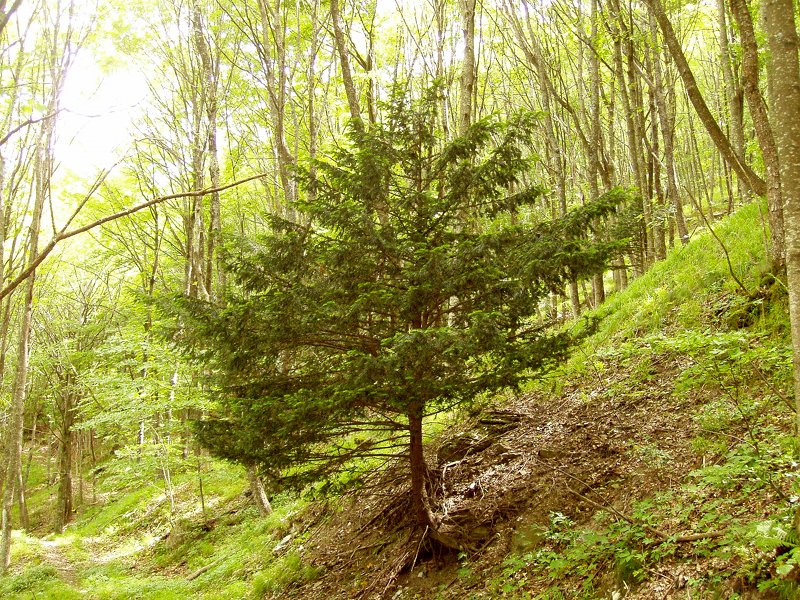 Taxus baccata on steep slope